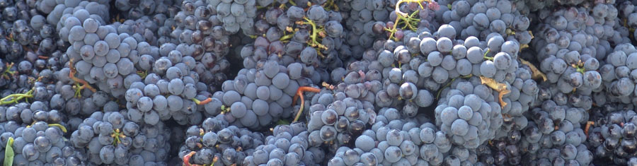 Тосканский виноград. Время сбора урожая