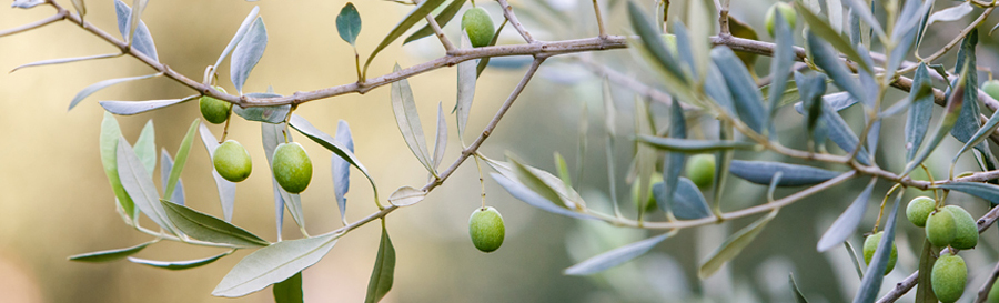 Оливковая ветвь